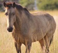 /album/petlink-up/buck-22-04-250x227-jpg/